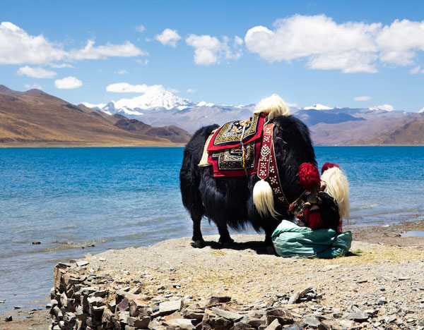 成都租车到西藏旅游相关问题答疑